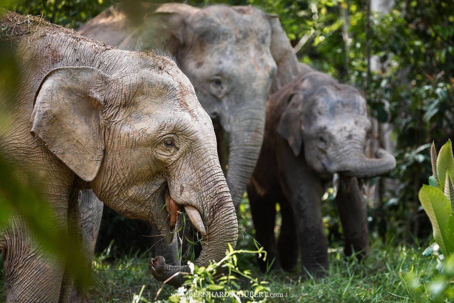 Elephas maximus borneensis – Borneo-Zwergelefant