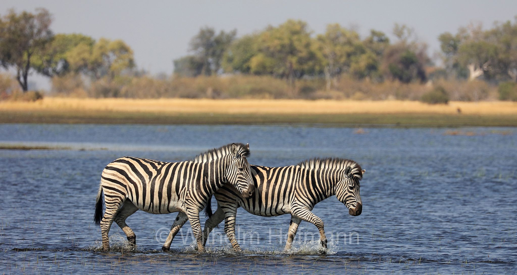 plains zebra, Steppenzebra, zebra di pianura, equus quagga, Moremi Game Reserve, Moremi-Wildreservat, Okavango Delta, Okavango Grassland, Botswana, Republik Botsuana