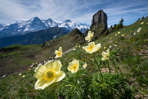 SCHWEFELANEMONEN AUF DER SCHYNIGEN PLATTE